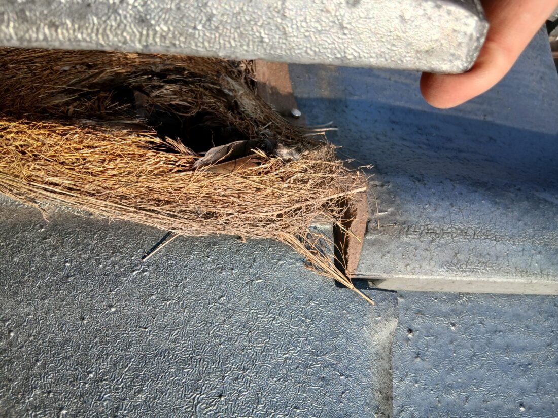 【屋根に鳥の巣を発見】